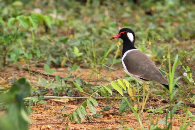 Desaru Bird Watching